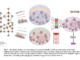 GRAF: A Machine Learning Framework that Convert Multiplex Heterogeneous Networks to Homogeneous Networks to Make Them more Suitable for Graph Representation Learning