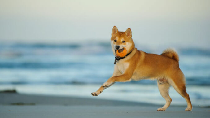 Ripple XRP, Shiba Inu, iDEGEN Ripple XRP, Shiba Inu, iDEGEN