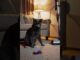 Cat Guides Vacuum #ai #aiamazing #aicreation #aiedits #aigenerated #aivideo #aibizarre #aichaos
