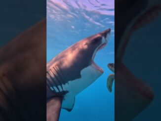 Asked AI to turn this picture into a video..