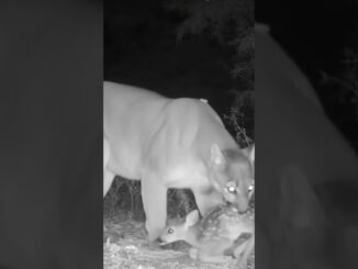 A Puma Gently Guides a Fawn Back to Its Mother | AI