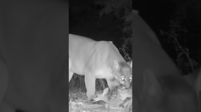A Puma Gently Guides a Fawn Back to Its Mother | AI