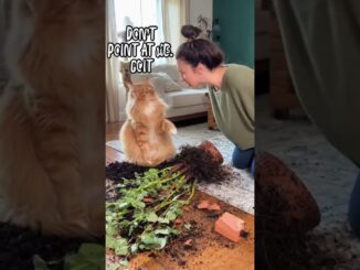 Guilty Cat  #catcake #birthdaycelebration #cat #catreaction #ai #news  #birthdaycake #birthdayparty