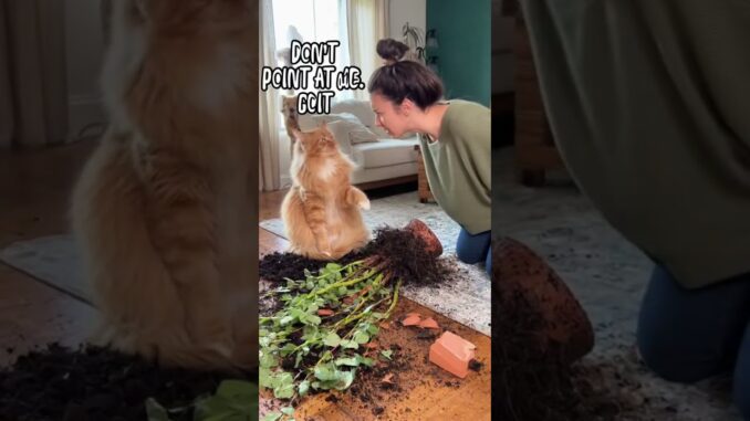 Guilty Cat  #catcake #birthdaycelebration #cat #catreaction #ai #news  #birthdaycake #birthdayparty