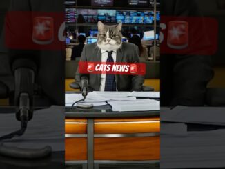 🚨cats news🚨 #cats #funnyvideo #ai #news #reactions